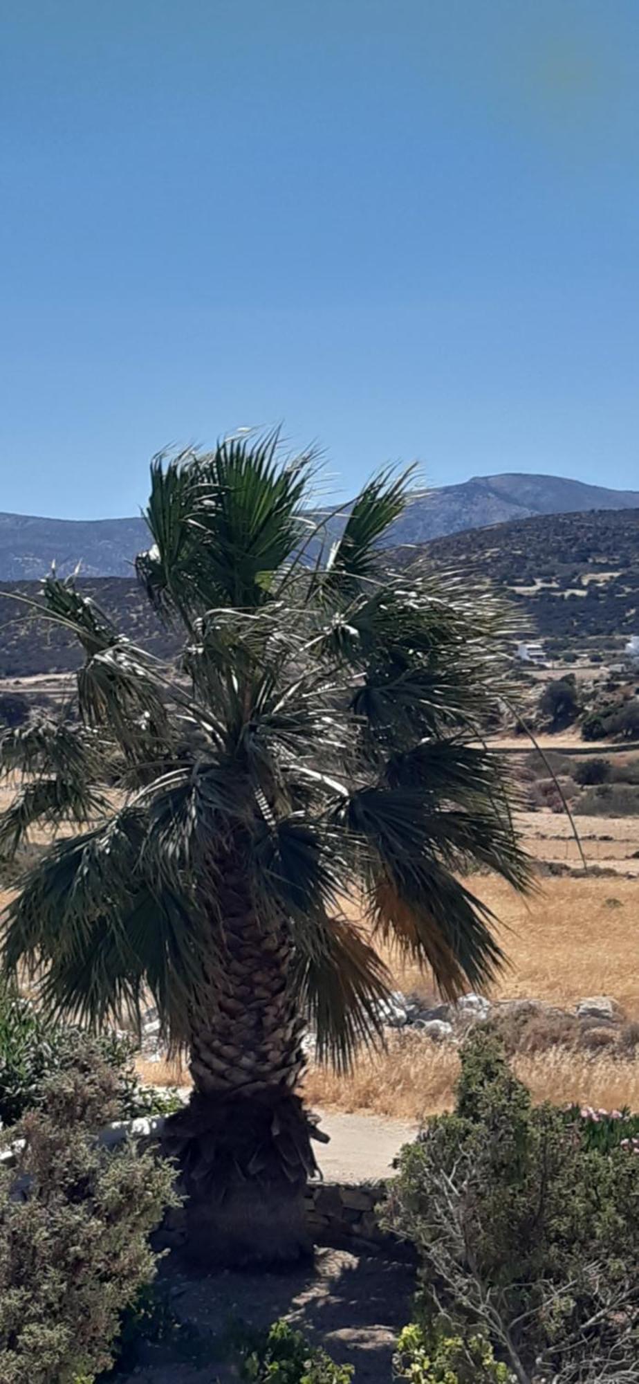 Apartmán Haus Asterakia Aliko Beach Exteriér fotografie